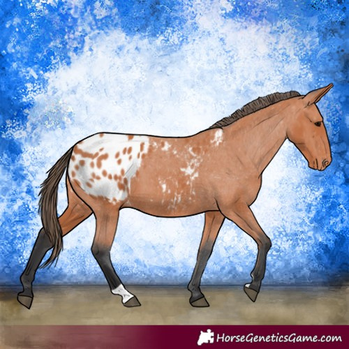 Horse Color:Bay Appaloosa 