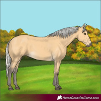 Horse Color:Silver Buckskin 