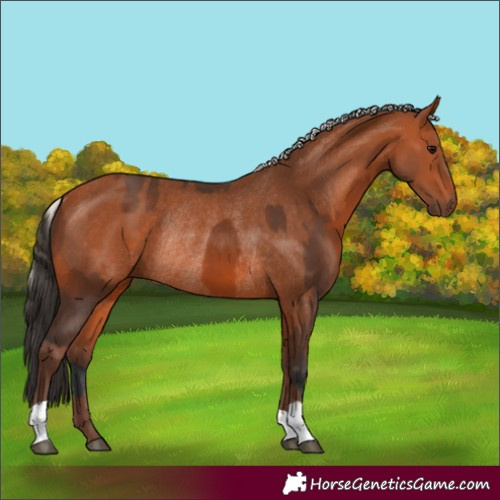 Horse Color:Bay Rabicano  and Silver Bay Rabicano 