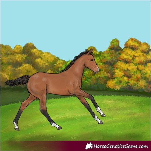 Horse Color:Bay 