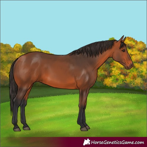 Horse Color:Bay 