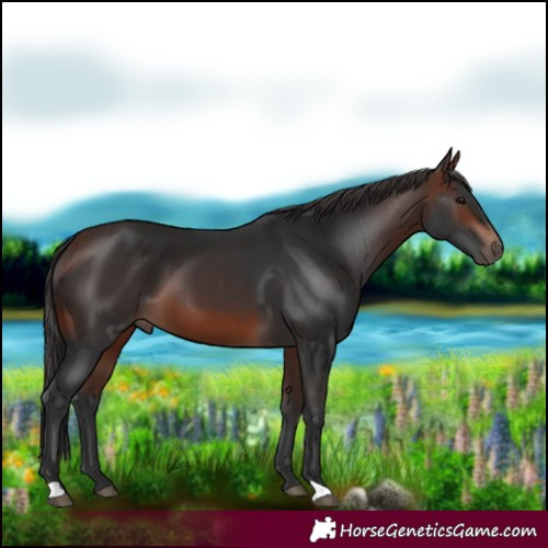 Horse Color:Brown 