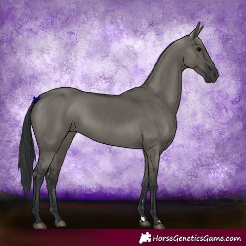 Horse Color:Grullo 