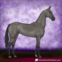 Horse Color:Grullo