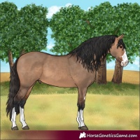 Horse Color:Unknown 