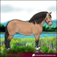 Horse Color:Bay Dun
