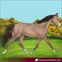 Horse Color:Amber Champagne 