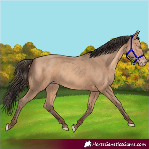 Horse Color:Amber Champagne