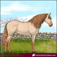 Horse Color:Red Dun