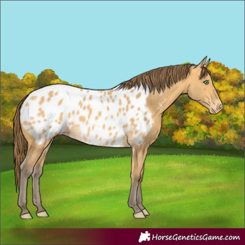 Horse Color:Amber Cream Champagne Blanket 