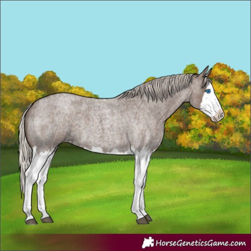 Horse Color:Silver Blue Roan Splash