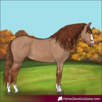 Horse Color:Red Dun