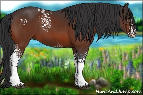 Horse Color:White Spotted Bay 