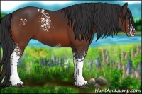 Horse Color:White Spotted Bay 