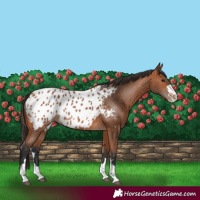 Horse Color:Bay Appaloosa 