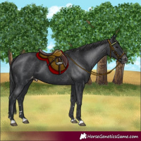 Horse Color:Black Appaloosa 