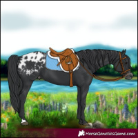 Horse Color:Black Appaloosa