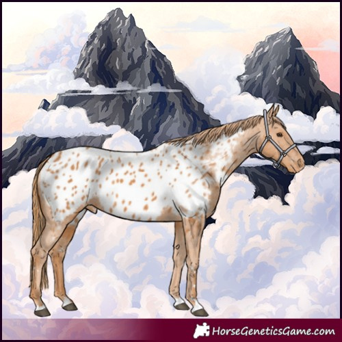 Horse Color:Chestnut Appaloosa 