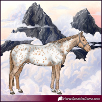 Horse Color:Chestnut Appaloosa