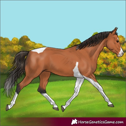 Horse Color:Bay Splash Tobiano