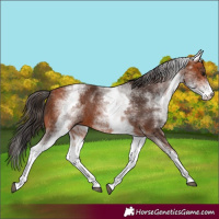 Horse Color:White Spotted Bay 