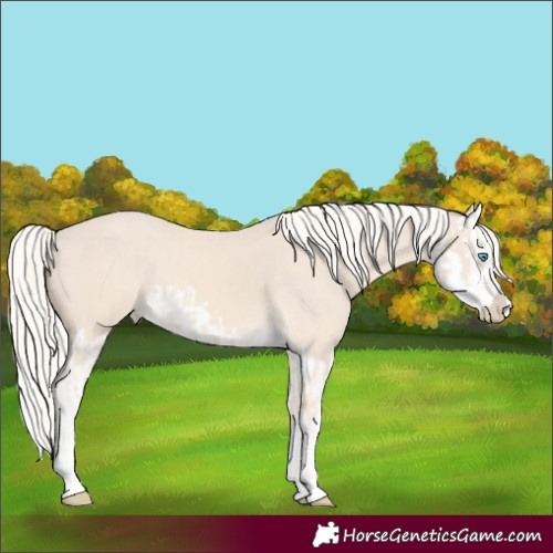 Horse Color:Cremello Splash and Cremello Splash Varnish