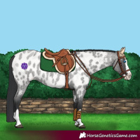 Horse Color:Blue Roan Splash Appaloosa 