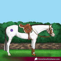 Horse Color:Bay Roan Splash Appaloosa 