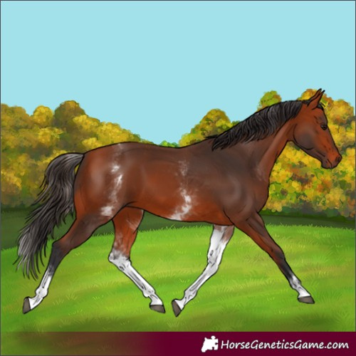 Horse Color:White Spotted Bay 