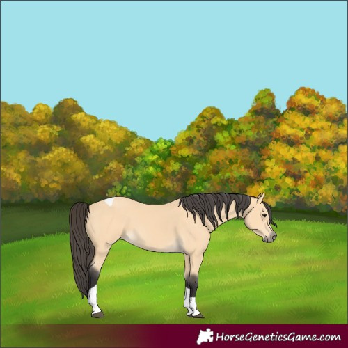 Horse Color:Buckskin Tobiano 