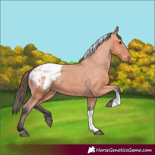 Horse Color:Bay Tobiano Appaloosa 