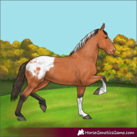 Horse Color:Bay Tobiano Appaloosa 