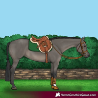 Horse Color:Grullo 