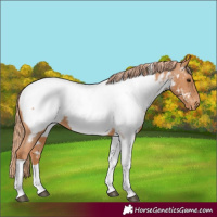 Horse Color:Chestnut Tobiano Appaloosa 
