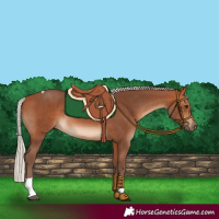Horse Color:Silver Bay Tobiano Rabicano 