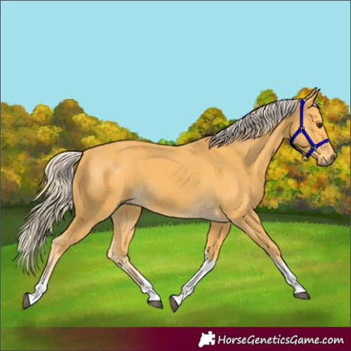 Horse Color:Palomino Tobiano 