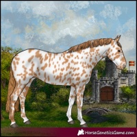 Horse Color:Chestnut Tobiano Appaloosa 