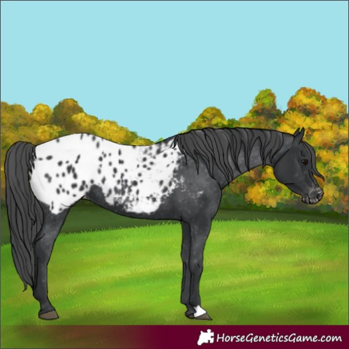 Horse Color:Black Blanket