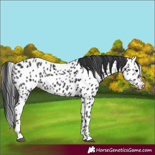 Horse Color:Black Leopard