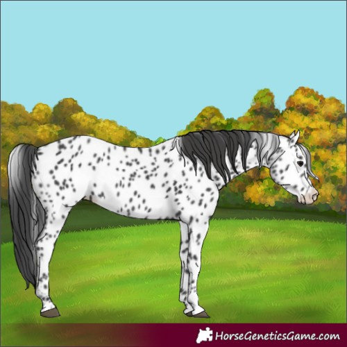 Horse Color:Black Leopard 