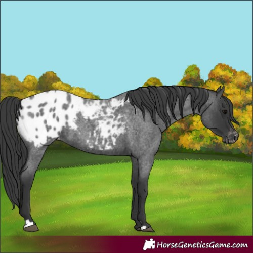 Horse Color:Blue Roan Blanket