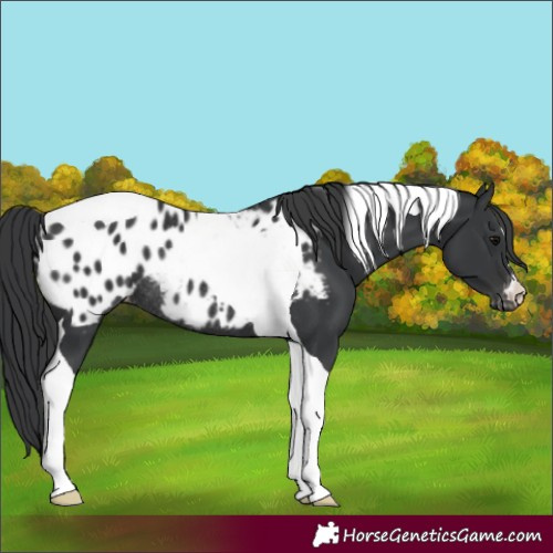 Horse Color:Black Tobiano Blanket Rabicano 