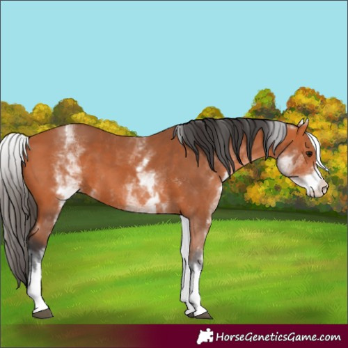 Horse Color:White Spotted Bay 