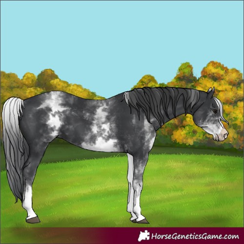 Horse Color:White Spotted Black 
