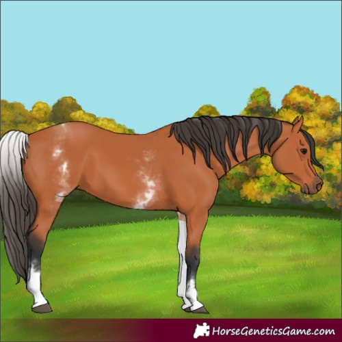 Horse Color:White Spotted Bay 