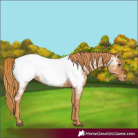 Horse Color:Red Roan Near Fewspot