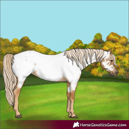 Horse Color:Gray Palomino Roan Near Fewspot