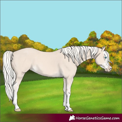 Horse Color:Cremello Splash  and Cremello Splash Rabicano 