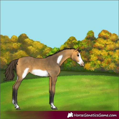 Horse Color:Buckskin Sabino Frame 