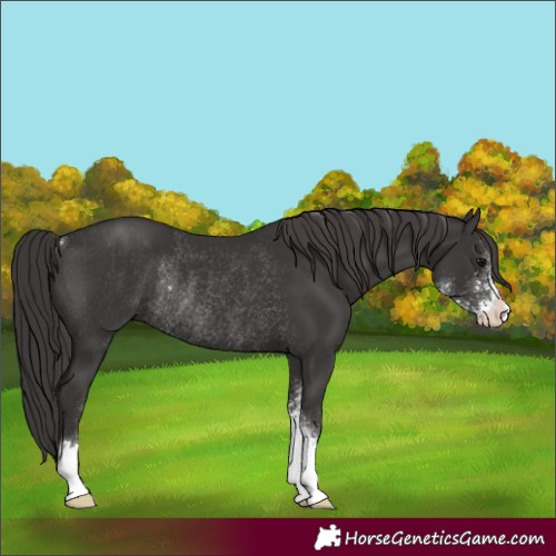Horse Color:Smoky Black Sabino Rabicano
